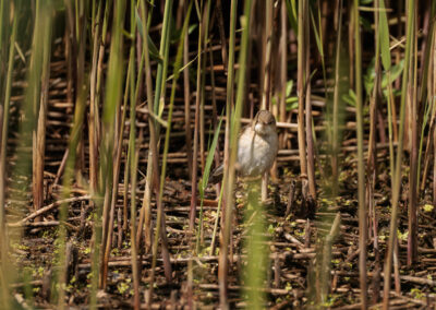 Der Teichrohrsänger – Vogelfoto von Stefan Berghoff, Bild 2