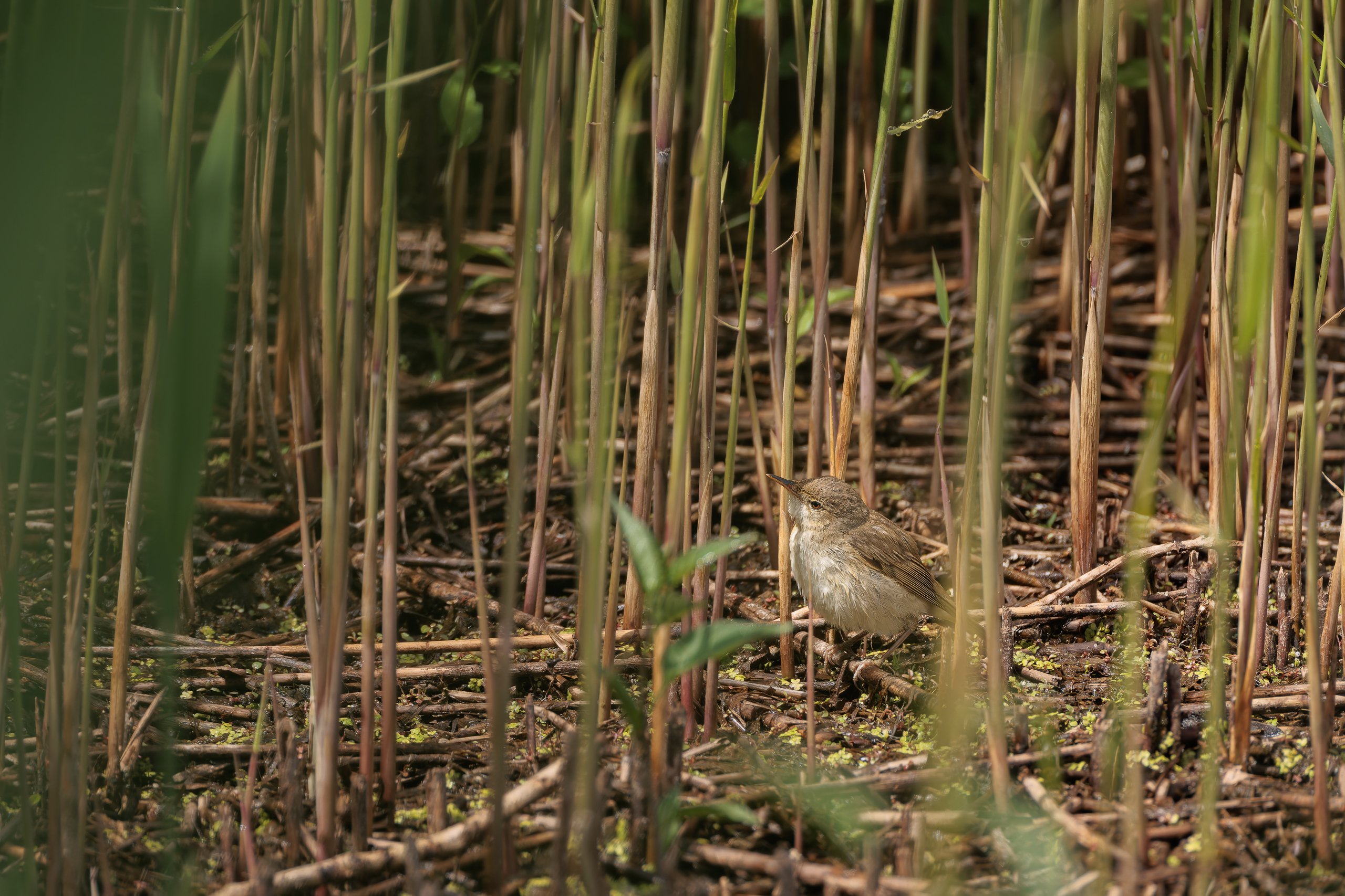 R5II9268-DxO_DeepPRIME XD2s Der Teichrohrsänger (Acrocephalus scirpaceus) – weiteres Foto von Stefan Berghoff