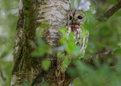 Der Waldkauz – Vogelfoto von Stefan Berghoff, Bild 2