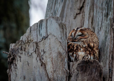 Der Waldkauz – Vogelfoto von Stefan Berghoff, Bild 8