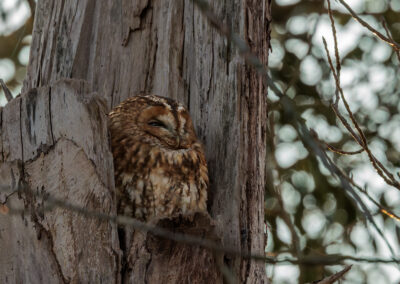 Der Waldkauz – Vogelfoto von Stefan Berghoff, Bild 4