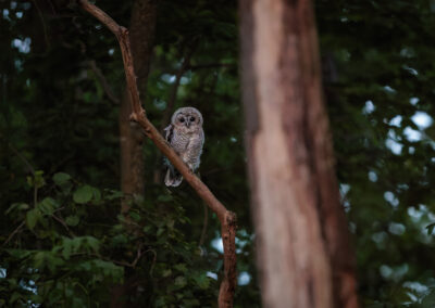 Der Waldkauz – Vogelfoto von Stefan Berghoff, Bild 7