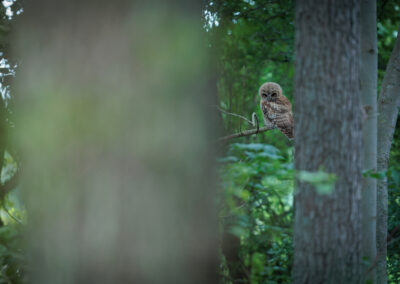 Der Waldkauz – Vogelfoto von Stefan Berghoff, Bild 6