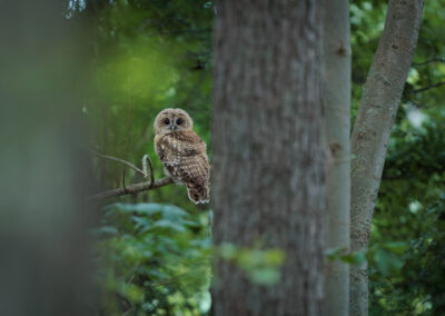 Der Waldkauz – Vogelfoto von Stefan Berghoff, Bild 5