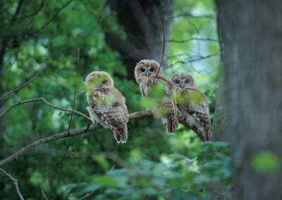 Der Waldkauz – Vogelfoto von Stefan Berghoff, Bild 3