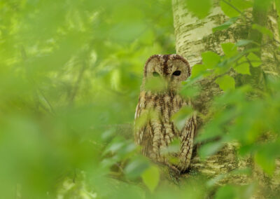 Der Waldkauz – Vogelfoto von Stefan Berghoff, Bild 1