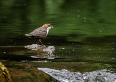 Die Wasseramsel – Vogelfoto von Stefan Berghoff, Bild 14