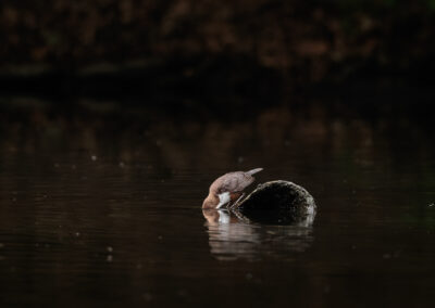 Die Wasseramsel – Vogelfoto von Stefan Berghoff, Bild 4