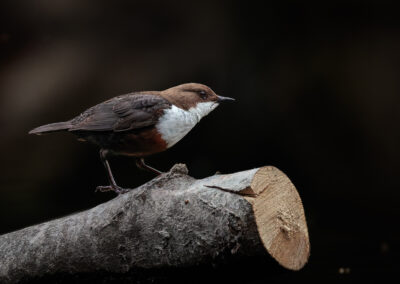Die Wasseramsel – Vogelfoto von Stefan Berghoff, Bild 5