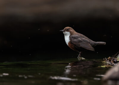 Die Wasseramsel – Vogelfoto von Stefan Berghoff, Bild 13
