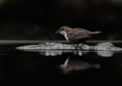 Die Wasseramsel – Vogelfoto von Stefan Berghoff, Bild 12
