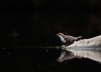 Die Wasseramsel – Vogelfoto von Stefan Berghoff, Bild 11