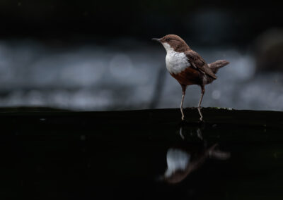 Die Wasseramsel – Vogelfoto von Stefan Berghoff, Bild 10