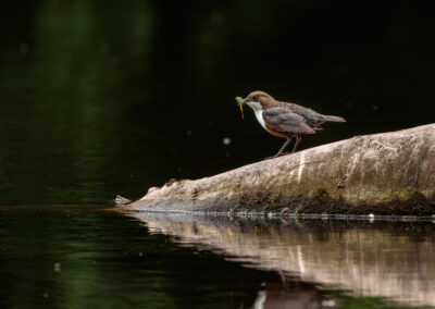 Die Wasseramsel – Vogelfoto von Stefan Berghoff, Bild 9