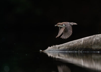 Die Wasseramsel – Vogelfoto von Stefan Berghoff, Bild 8