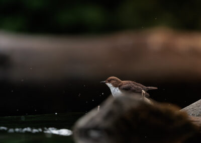 Die Wasseramsel – Vogelfoto von Stefan Berghoff, Bild 7