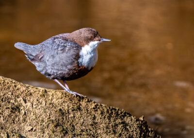 Die Wasseramsel – Vogelfoto von Stefan Berghoff, Bild 20