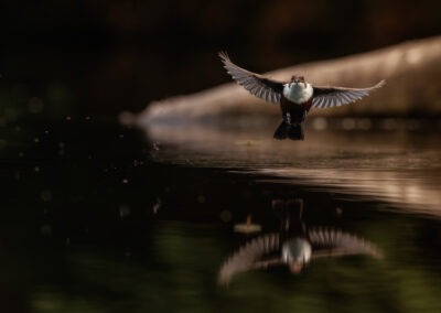Die Wasseramsel – Vogelfoto von Stefan Berghoff, Bild 1