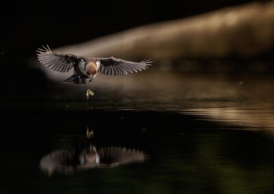 Die Wasseramsel – Vogelfoto von Stefan Berghoff, Bild 2