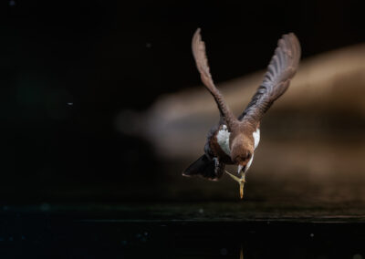 Die Wasseramsel – Vogelfoto von Stefan Berghoff, Bild 3