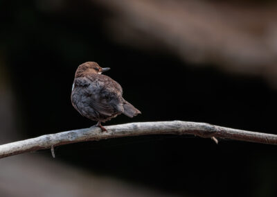 Die Wasseramsel – Vogelfoto von Stefan Berghoff, Bild 6