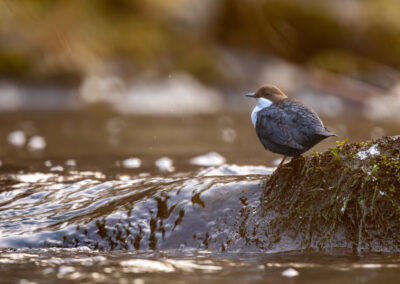 Die Wasseramsel – Vogelfoto von Stefan Berghoff, Bild 19