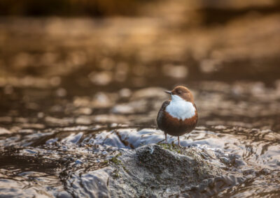 Die Wasseramsel (Cinclus cinclus) – Vogelfoto von Stefan Berghoff