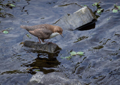Die Wasseramsel – Vogelfoto von Stefan Berghoff, Bild 21