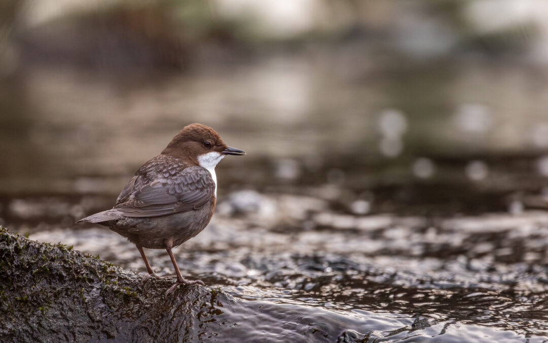 Die Wasseramsel (Cinclus cinclus) – Vogelfoto von Stefan Berghoff