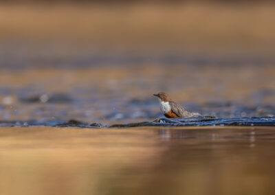 Die Wasseramsel – Vogelfoto von Stefan Berghoff, Bild 17