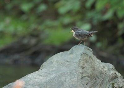 Die Wasseramsel – Vogelfoto von Stefan Berghoff, Bild 16