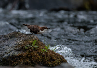Die Wasseramsel – Vogelfoto von Stefan Berghoff, Bild 15