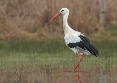 Der Weißstorch – Vogelfoto von Stefan Berghoff, Bild 6