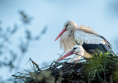 Der Weißstorch – Vogelfoto von Stefan Berghoff, Bild 5