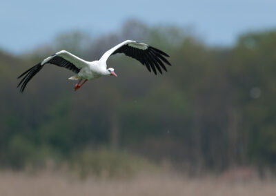 Der Weißstorch – Vogelfoto von Stefan Berghoff, Bild 4