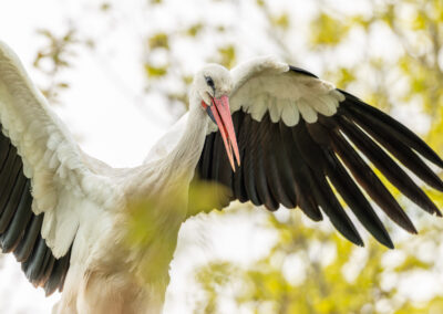 Der Weißstorch – Vogelfoto von Stefan Berghoff, Bild 3