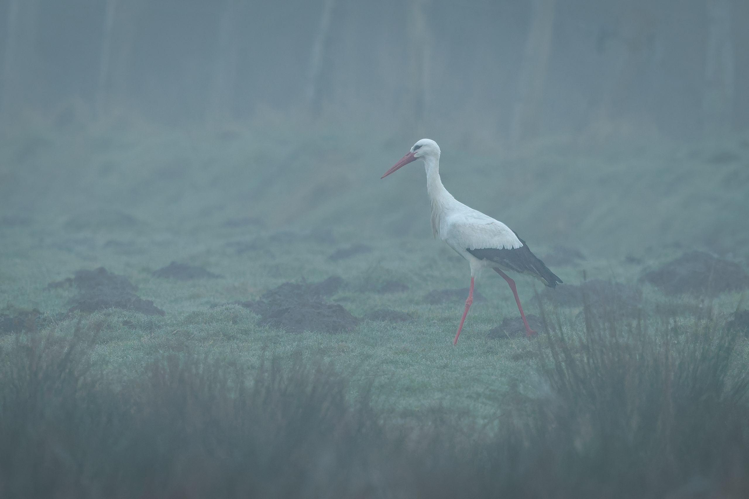 R5II9268-DxO_DeepPRIME XD2s Der Weißstorch (Ciconia ciconia) – weiteres Foto von Stefan Berghoff
