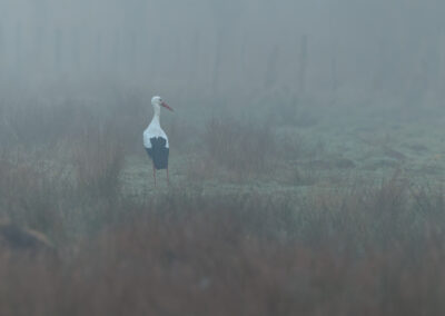 Der Weißstorch – Vogelfoto von Stefan Berghoff, Bild 1