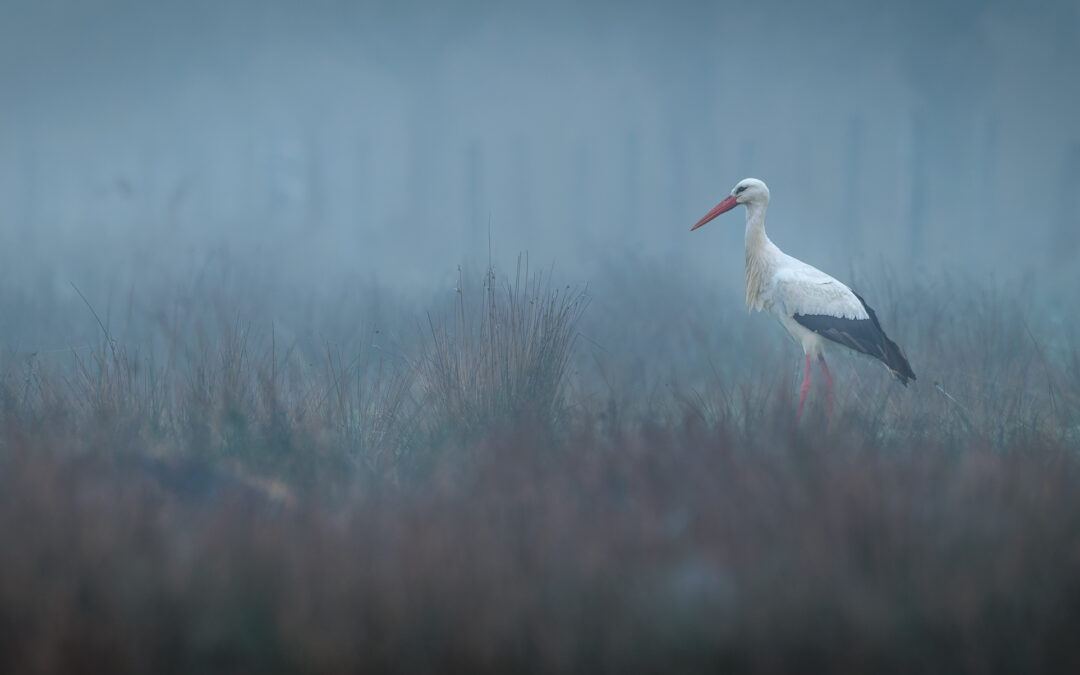 Der Weißstorch (Ciconia ciconia) – Vogelfoto von Stefan Berghoff
