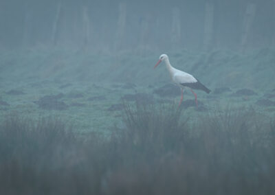 Der Weißstorch – Vogelfoto von Stefan Berghoff, Bild 2
