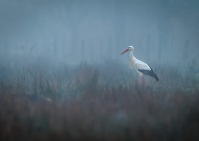 Der Weißstorch – Vogelfoto von Stefan Berghoff, Bild 10
