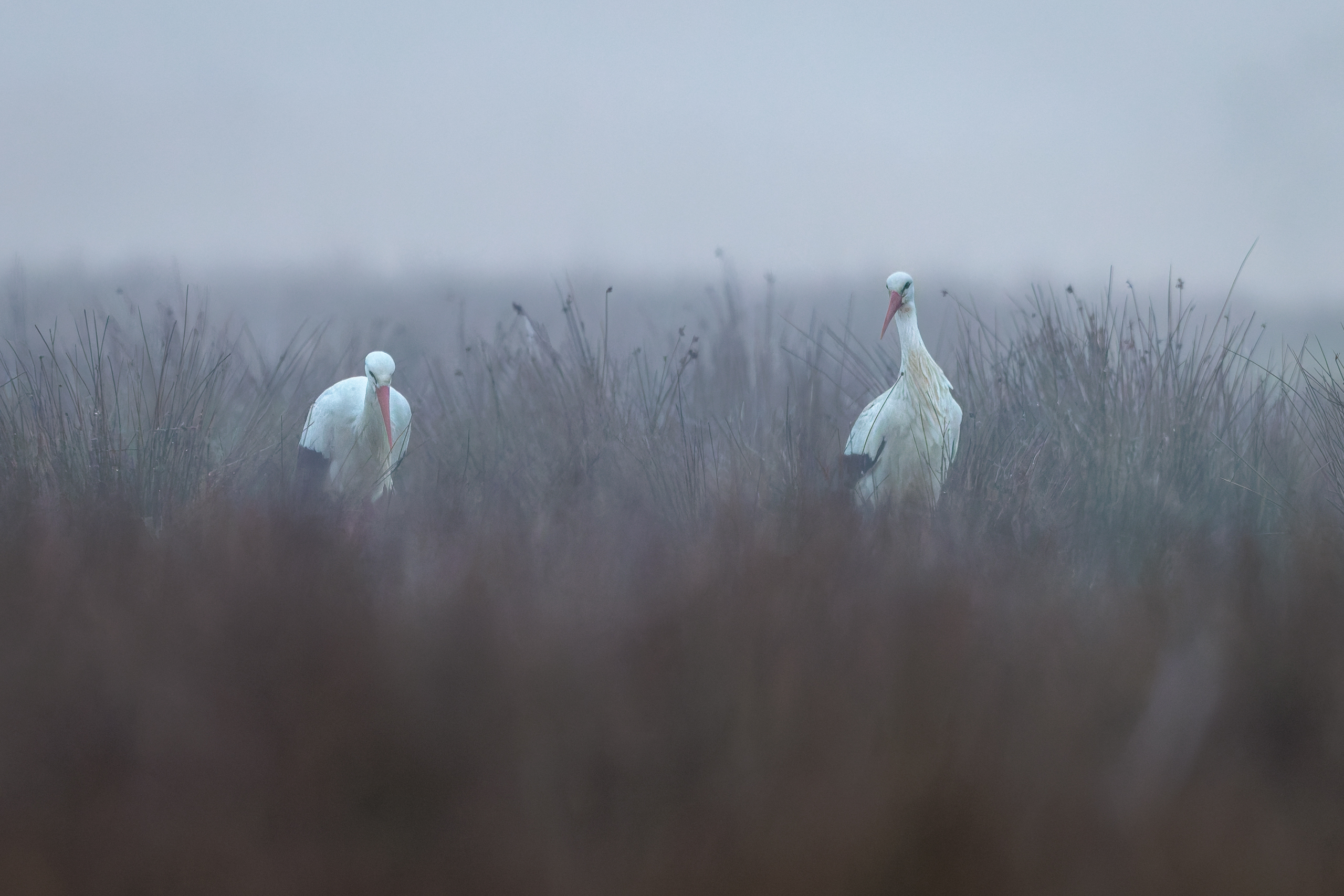 R5II9389-DxO_DeepPRIME XD2s Der Weißstorch (Ciconia ciconia) – Vogelfoto von Stefan Berghoff