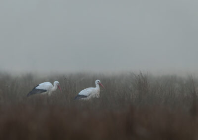 Der Weißstorch – Vogelfoto von Stefan Berghoff, Bild 9
