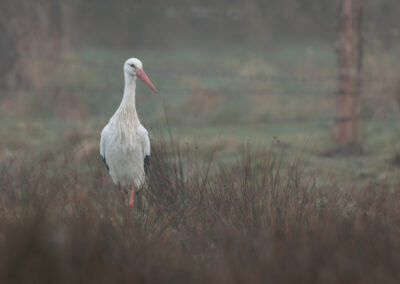 Der Weißstorch – Vogelfoto von Stefan Berghoff, Bild 7