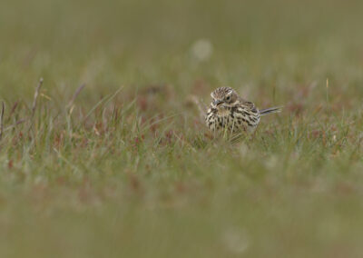 Der Wiesenpieper – Vogelfoto von Stefan Berghoff, Bild 1