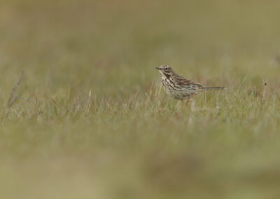 Der Wiesenpieper – Vogelfoto von Stefan Berghoff, Bild 6