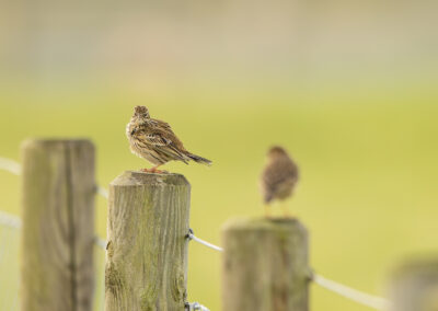 Der Wiesenpieper – Vogelfoto von Stefan Berghoff, Bild 8