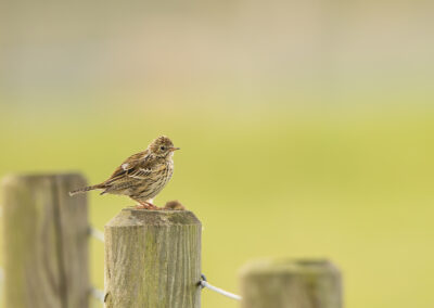 Der Wiesenpieper – Vogelfoto von Stefan Berghoff, Bild 7