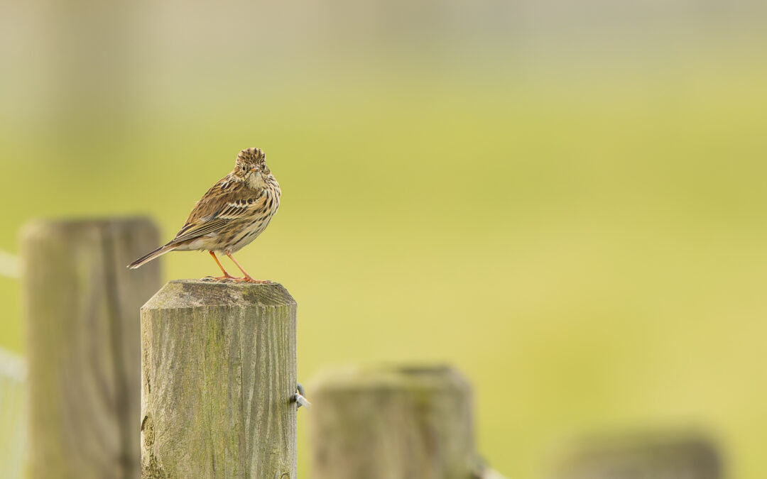 Der Wiesenpieper (Anthus pratensis) – Vogelfoto von Stefan Berghoff