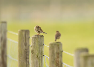 Der Wiesenpieper – Vogelfoto von Stefan Berghoff, Bild 5